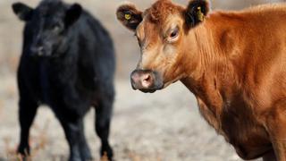 Compradores de carne chinos esperan pronta reanudación de comercio con Brasil pese a casos de vacas locas