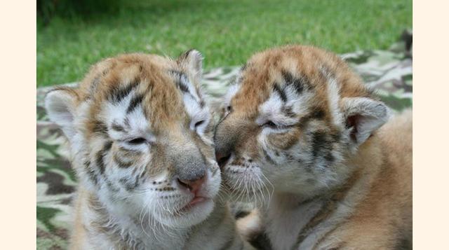 Zoological Wildlife Foundation,  Miami, Florida. “Increible”
