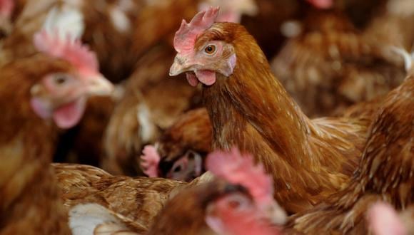 Los únicos casos en humanos confirmados de gripe aviar en Suramérica son los reportados en Ecuador y otro en Chile. (Foto: AFP)