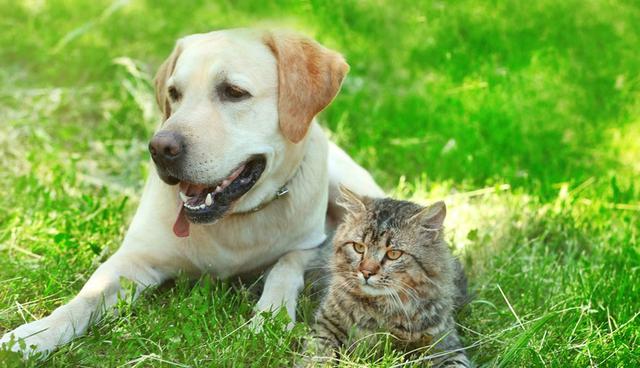 FOTO 16 | 16. Cuánto cuesta tener una mascota
Te has cansado de ver cómo tus familiares se hacen de bebés y tú dandole likes a los gif de gatitos y perritos. Cuando llegas a los 30 años debes saber cuidar de alguien más. Y además de saber el trabajo y paciencia que se requiere, conoces los costos de tener una mascota. Entendemos la situación y por eso los Millennials Prefieren Tener Perrhijos. Si ya puedes con la vida de alguien más, estás llegando a un punto de madurez de todo treintañero.