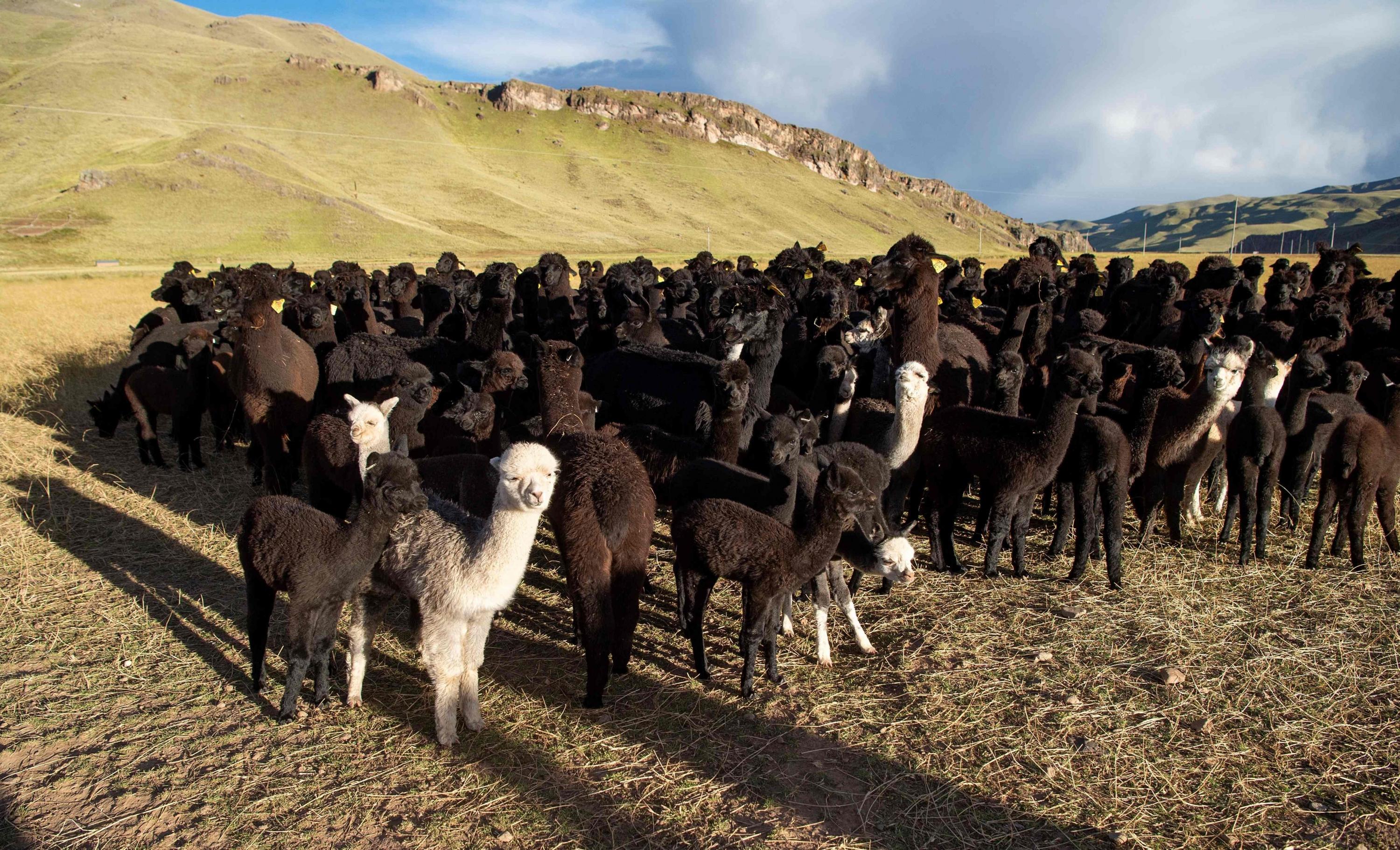 Eerca del lago Titicaca en la región de Puno, cientos de alpacas salen del corral para pastar en la soleada pradera. (Foto: AFP)