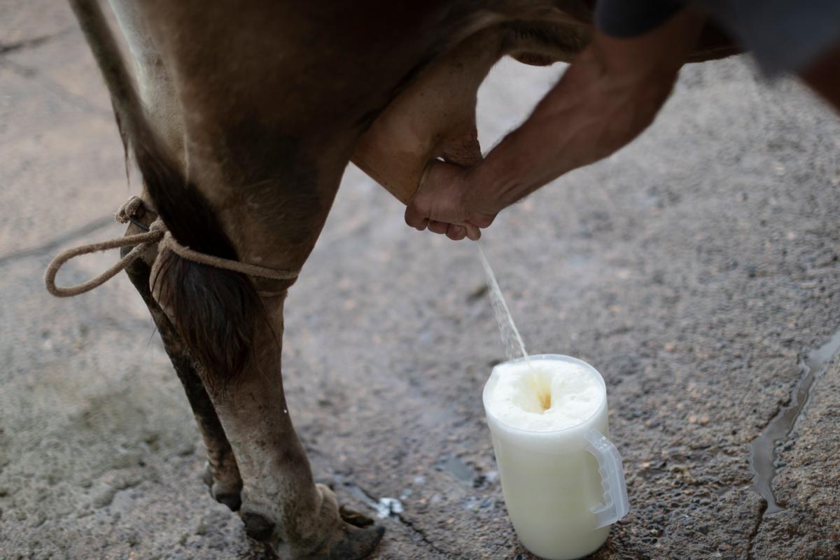 En el país hay 905,817 vacas productoras de leche. (Foto: GEC)