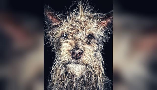 FOTO 4 | 'Django'. Primer puesto en la categoría Animales. La imagen fue tomada con un iPhone 7 en California (EE UU). (Foto: Robin Robertis)