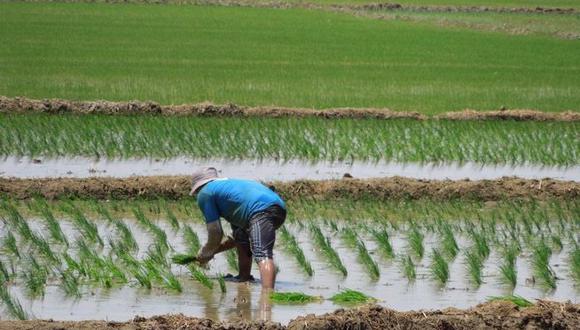 El arroz es un alimento importante en la dieta de los peruanos, tal es así que su demanda ha generado que las áreas del cultivo se incrementen en los últimos años.  Foto: Archivo