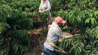 Cosecha mundial de café subirá 4% la próxima campaña por tirón de Brasil 