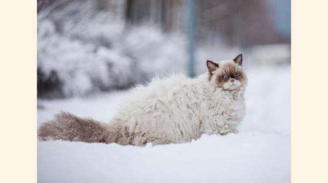 LaPerm. Es una de las razas más inusuales que apareció en 1980 en Estados Unidos. Además de su pelaje rizado, estos gatos tienen otra peculiaridad muy importante: son hipoalérgicos, por lo tanto son perfectos para las familias que tienen personas con aler