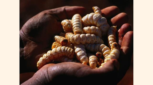 Estas larvas, mejor conocidas como 'Witchetty grub' suele encontrarse solo en el centro de Australia y son una larvas de polilla. (Foto: Getty)