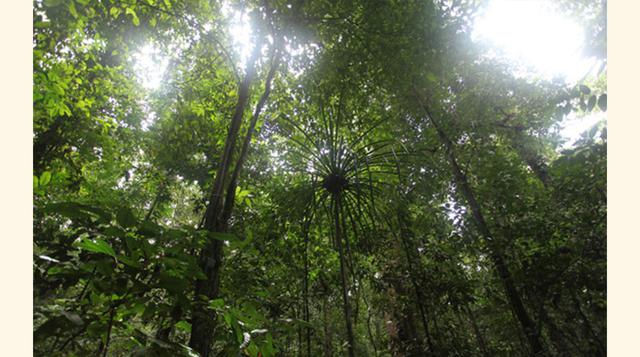 Papúa Nueva Guinea, 7 millones de ha. Acá hay dos noticias, una buena y una mala. La buena: Papúa Nueva Guinea ya es el primer país productor mundial de maderas tropicales. La mala: Esto ha provocado que el 2% de la isla se encuentre deforestada. Un estud