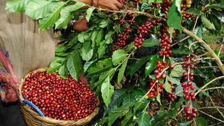 Presentan proyecto de café en Chanchamayo para beneficiar a 3,200 productores