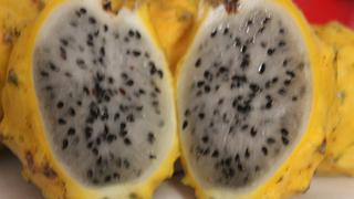 Pitahaya ahora podrá ser cultivada en los valles andinos