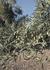 Tacna: productores de olivo pierden cerca de S/ 300 millones por olas de calor