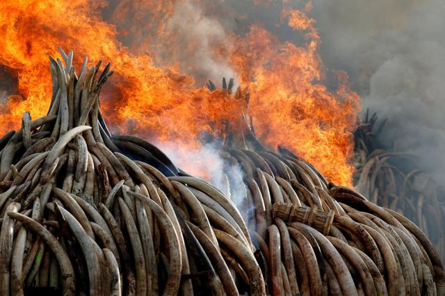 Kenia declaró la guerra a los cazadores furtivos con la quema de 105 toneladas de marfil.. (Foto Reuters)