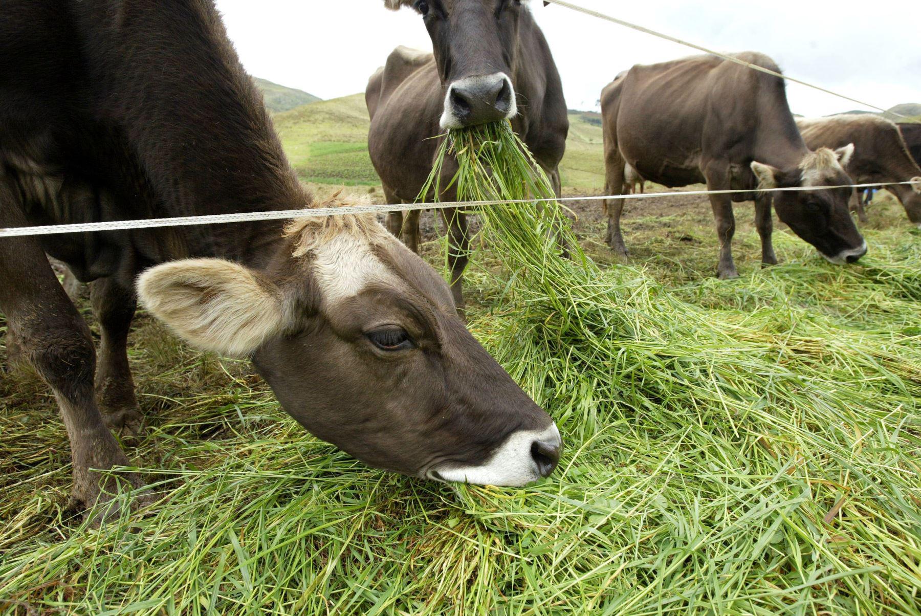 La siembre de pastos mejorados a nivel nacional ha beneficiado a más de 52 mil productores ubicados en zonas vulnerables, porque se ha garantizado forraje para el ganado ante las bajas temperaturas (Foto: Andina).