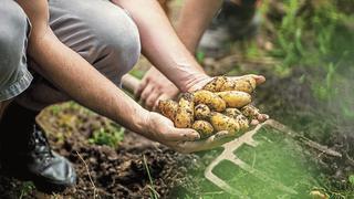 La crisis de la urea alienta el negocio de biofertilizantes e importación de sustitutos a Perú