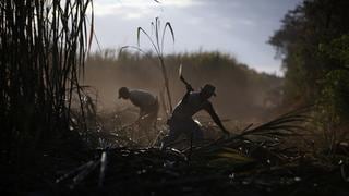 Industria azucarera de Cuba emprende camino hacia su peor temporada