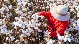 Algodón de Xinjiang: ¿trabajadores forzosos o voluntarios?