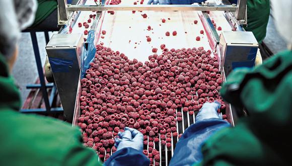 Cuota. Tras compra de Talsa logró 25% del mercado mundial de berries. (Foto: iStock)