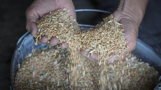 El proceso para exportar grano ucraniano puede durar un mes, según medio ruso