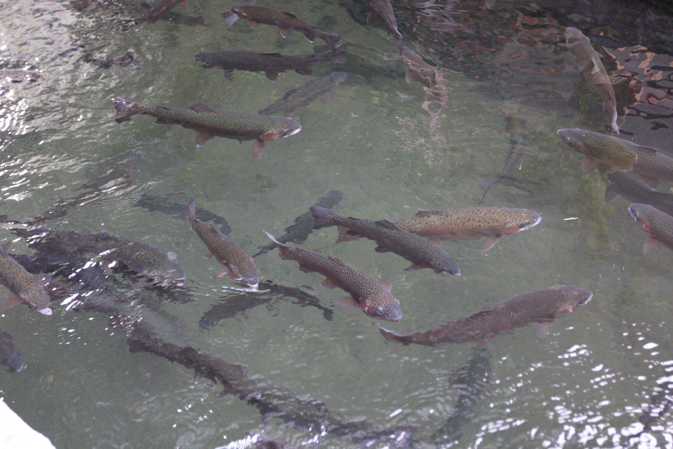 La trucha figura en el listado negativo de mercancías de los que no se podrá desarrollar actividades de manufactura o producción. (Foto: GEC)