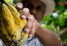 Cadmio en cacao: Perú tendrá que buscar otros destinos ante medida de la UE, según Adex