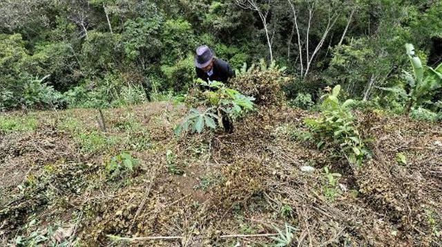 Además del costo humano de la fabricación y el tráfico de cocaína, el cultivo ilícito de coca y la transformación de la coca en cocaína causan graves daños al ambiente, aun cuando el cultivo haya disminuido. En Colombia, por ejemplo, se perdieron unas 280