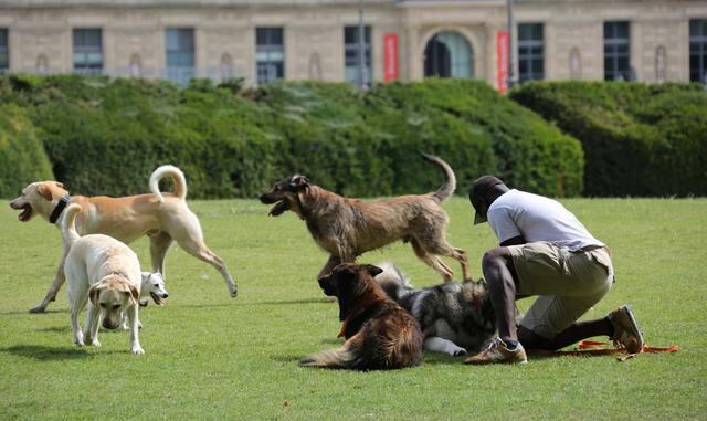 Foto 6 | Conviértete en paseador de perros. Si una persona no tiene tiempo para organizar un cumpleaños o fiesta, menos para pasear a su perro. Así que haciendo uso de muchas de las plataformas online que hemos propuesto, también tienes la opción de ofrec