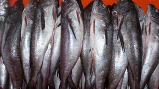 Produce establece pesca de merluza por máximo 58,766 toneladas en un año