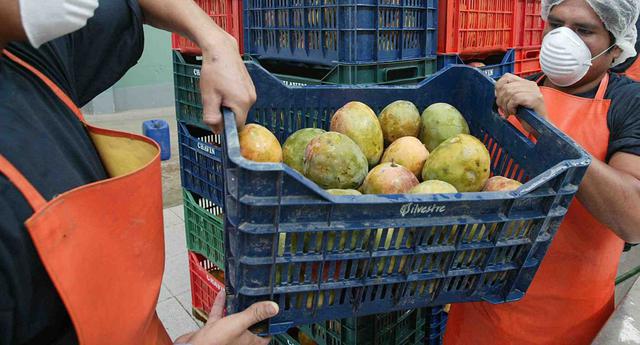 FOTO 5 |  El mango peruano pasaría del quinto al segundo lugar en el ranking mundial de exportaciones en el 2023. (Foto: Andina)