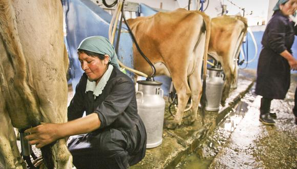 ATOMIZADOS. El 85% de los ganaderos peruanos son pequeños y tiene el 50% de las vacas en ordeño. 
FOTO: DANTE PIAGGIO / EL COMERCIO