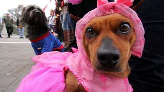 Scientific Reports: Cuando tú sientes estrés, tu perro también lo siente 