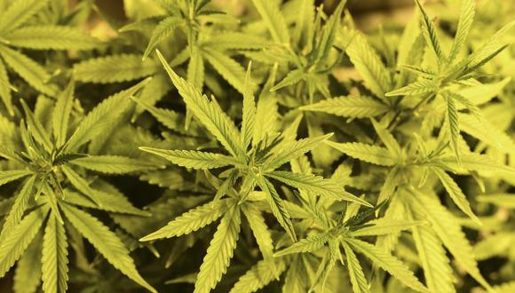 El cannabis medicinal podría beneficiar a 2.5 millones de peruanos, afirma la empresa. (Foto: AFP)