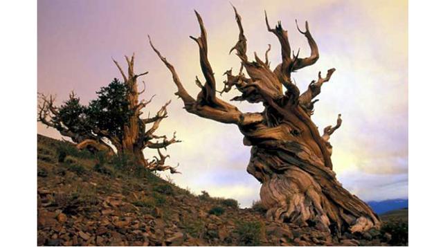 Matusalén. Con 4 850 años de edad, este árbol resguarda una misteriosa apariencia de las montañas orientales de California. Es una subespecie del pino Great Basin Bristlecone, la cual se ha considerado como la más antigua del planeta. De hecho, según Edmu