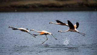 Paracas recibirá un millón de turistas naciones y extranjeros en el 2021