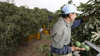 Midagri: Más de 100 mil títulos de productores agrarios estarán inscritos en Sunarp este año