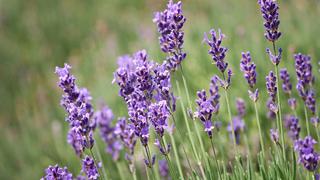 Los cultivos de lavanda florecen en Moldavia tras el declive postsoviético