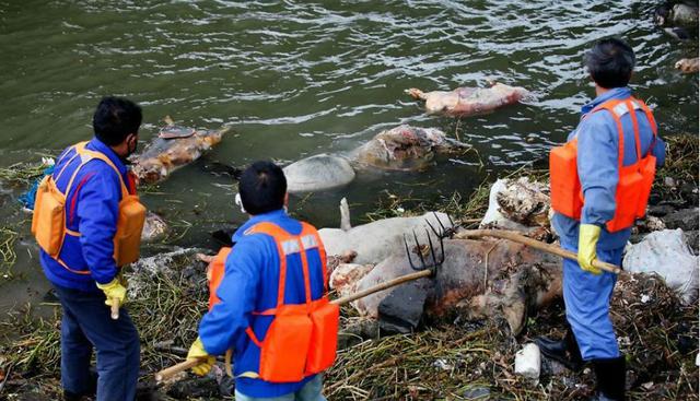 Unos tres mil animales salvajes muertos, a orillas del río de Huangpu, debido a los altos índices de contaminación del agua. (Foto: Mahalia Knight)