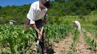 Programa Sierra y Selva Exportadora ahora se llamará Agromercado