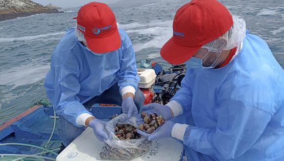 Sanipes subrayó que mantener la clasificación de las áreas de producción de moluscos bivalvos garantiza la seguridad sanitaria de las especies para su consumo humano. Foto: Referencial