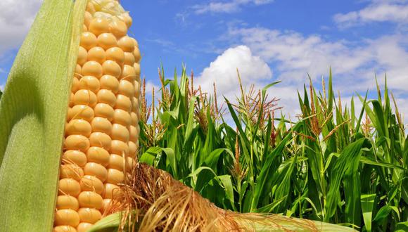 En2021, se consumieron 44 millones de toneladas de maíz en México. (Foto: Difusión)