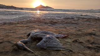 Digesa calificó a estas  24 playas contaminadas por el derrame de petróleo y recomienda no visitarlas