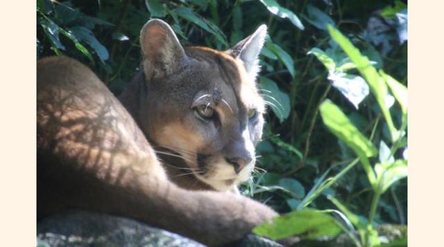 Gramado Zoo,  Gramado, Brasil. “Gran variedad de animales en una reserva natural. Cuando es necesario estás a una distancia razonable de los animales; de lo contrario, ellos caminan o vuelan a tu alrededor.”