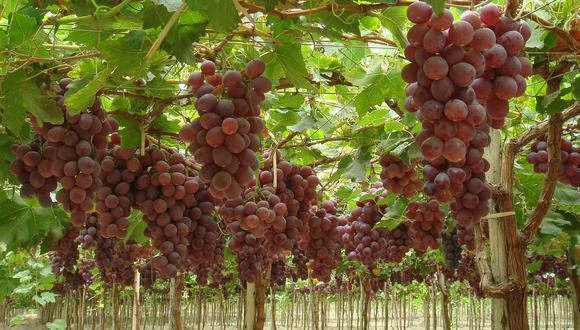 Ica es una de las regiones con mayor producción de uva de mesa para la exportación.