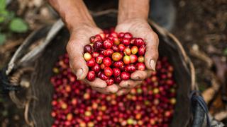 Café peruano, un cambio en la tendencia de producción y las regiones que la lideran 
