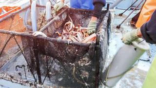 Intervienen una planta pesquera y dos embarcaciones con pesca ilegal de anguila