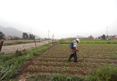 Minagri prevé beneficiar a 6,800 ganaderos de Cajamarca con cultivo en 150,000 hectáreas