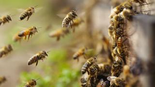 Ministros de UE acuerdan mejorar protección de abejas frente a pesticidas