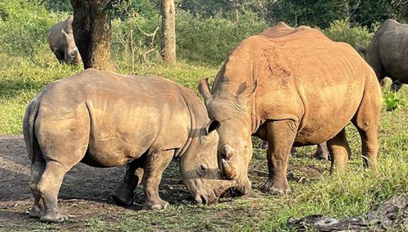 El Parque Nacional de Elefantes de Addo, situado a unos 30 kilómetros de Gqeberha (antiguo Puerto Elizabeth), alberga a los llamados ‘cinco grandes’: león, elefante, búfalo, rinoceronte y leopardo. (Foto: Ziwa Rhino Sanctuary)