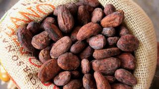 Minagri iniciaprimer censo de stock de cacao en 16 regiones productoras