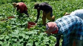 Una vida de sacrificio: los campesinos mexicanos que hacen la cosecha en EE.UU.