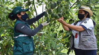 Cuatro mil nuevas hectáreas de palta impulsarán el crecimiento de esta campaña